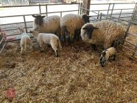 4 SUFFOLK X EWE HOGGS & 4 CHARTEX X LAMBS - BIDS PER OUTFIT - 3