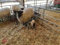 4 SUFFOLK X EWE HOGGS & 4 CHARTEX X LAMBS - BIDS PER OUTFIT - 4