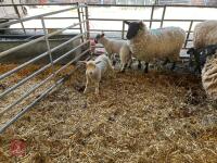 4 SUFFOLK X EWE HOGGS & 4 CHARTEX X LAMBS - BIDS PER OUTFIT - 5
