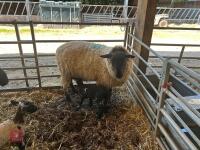 4 SUFFOLK X EWE HOGGS & 4 CHARTEX X LAMBS - BIDS PER OUTFIT - 8
