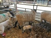 4 SUFFOLK X EWE HOGGS & 4 CHARTEX X LAMBS - BIDS PER OUTFIT - 9