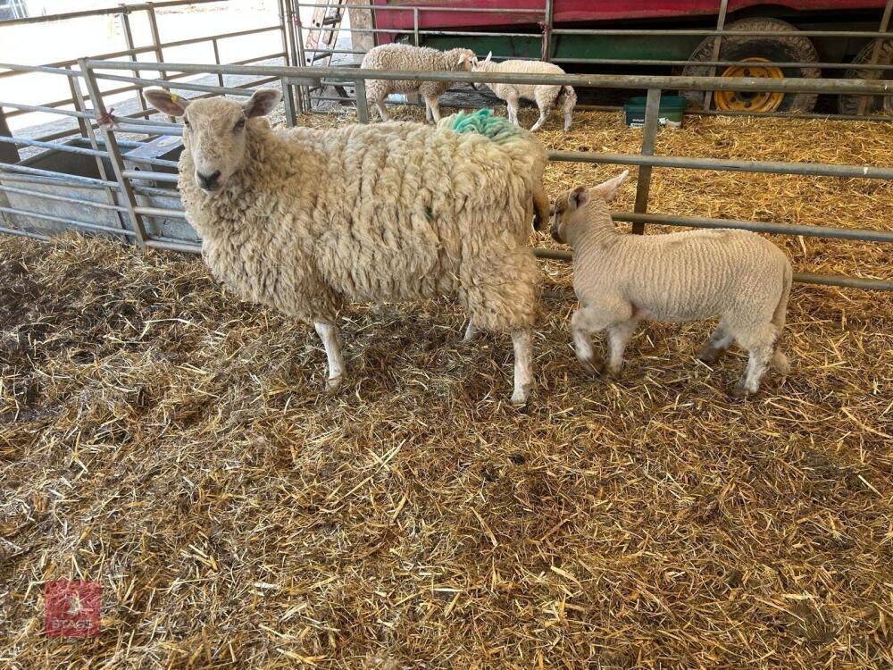 TEXEL X EWE HOGG & CHARTEX X LAMB - BIDS FOR THE GROUP