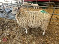 TEXEL X EWE HOGG & CHARTEX X LAMB - BIDS FOR THE GROUP - 2