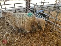 TEXEL X EWE HOGG & CHARTEX X LAMB - BIDS FOR THE GROUP - 3