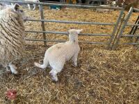 TEXEL X EWE HOGG & CHARTEX X LAMB - BIDS FOR THE GROUP - 4