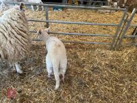 TEXEL X EWE HOGG & CHARTEX X LAMB - BIDS FOR THE GROUP - 5