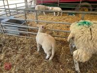 TEXEL X EWE HOGG & CHARTEX X LAMB - BIDS FOR THE GROUP - 6