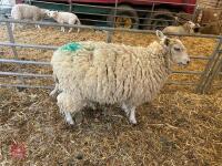TEXEL X EWE HOGG & CHARTEX X LAMB - BIDS FOR THE GROUP - 7