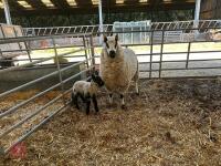 4T KERRY HILL EWE & SUFFOLK X LAMB - BIDS FOR THE GROUP