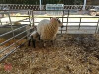 4T KERRY HILL EWE & SUFFOLK X LAMB - BIDS FOR THE GROUP - 2