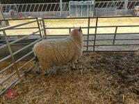 4T KERRY HILL EWE & SUFFOLK X LAMB - BIDS FOR THE GROUP - 3