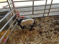 4T KERRY HILL EWE & SUFFOLK X LAMB - BIDS FOR THE GROUP - 5