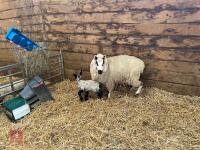 4T KERRY HILL EWE & SUFFOLK X LAMB - BIDS FOR THE GROUP - 9