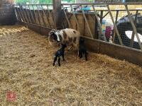 4T JACOB EWE & 2 SUFFOLK X LAMBS - BIDS FOR THE GROUP