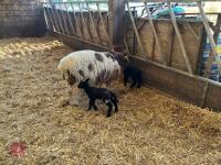 4T JACOB EWE & 2 SUFFOLK X LAMBS - BIDS FOR THE GROUP - 2
