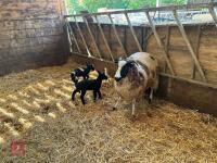 4T JACOB EWE & 2 SUFFOLK X LAMBS - BIDS FOR THE GROUP - 6