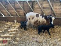 4T JACOB EWE & 2 SUFFOLK X LAMBS - BIDS FOR THE GROUP - 9