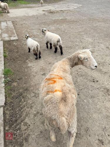 BM WELSH MOUNTAIN EWE & 2 WETHER LAMBS - BIDS FOR THE GROUP