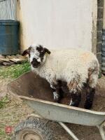 BM WELSH MOUNTAIN EWE & 2 WETHER LAMBS - BIDS FOR THE GROUP - 2