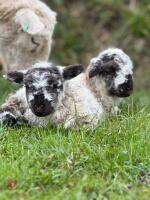 BM WELSH MOUNTAIN EWE & 2 WETHER LAMBS - BIDS FOR THE GROUP - 3