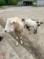 BM WELSH MOUNTAIN EWE & 2 WETHER LAMBS - BIDS FOR THE GROUP - 4