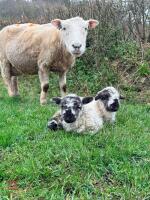 BM WELSH MOUNTAIN EWE & 2 WETHER LAMBS - BIDS FOR THE GROUP - 5
