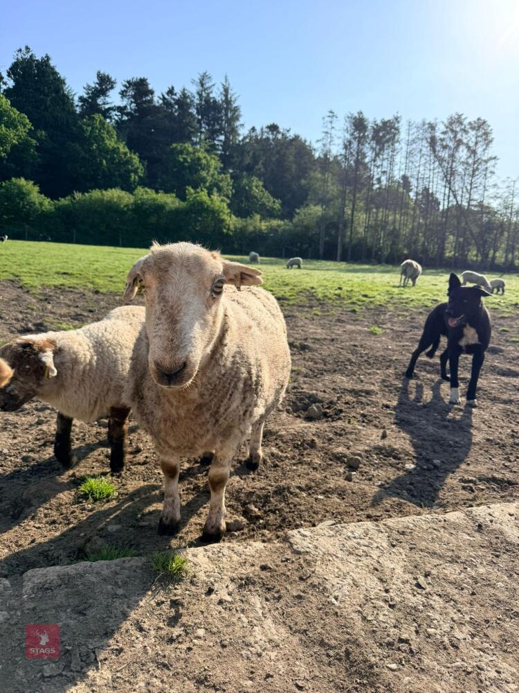 2 X 6YO WELSH MOUNTAIN EWES - BIDS FOR THE GROUP