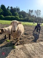 2 X 6YO WELSH MOUNTAIN EWES - BIDS FOR THE GROUP