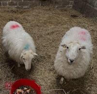 2 X 6YO WELSH MOUNTAIN EWES - BIDS FOR THE GROUP - 2