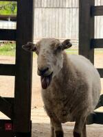 2 X 6YO WELSH MOUNTAIN EWES - BIDS FOR THE GROUP - 4
