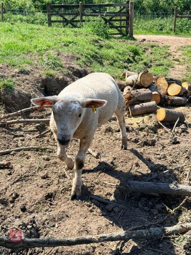 3MO ORPHAN WETHER LAMB