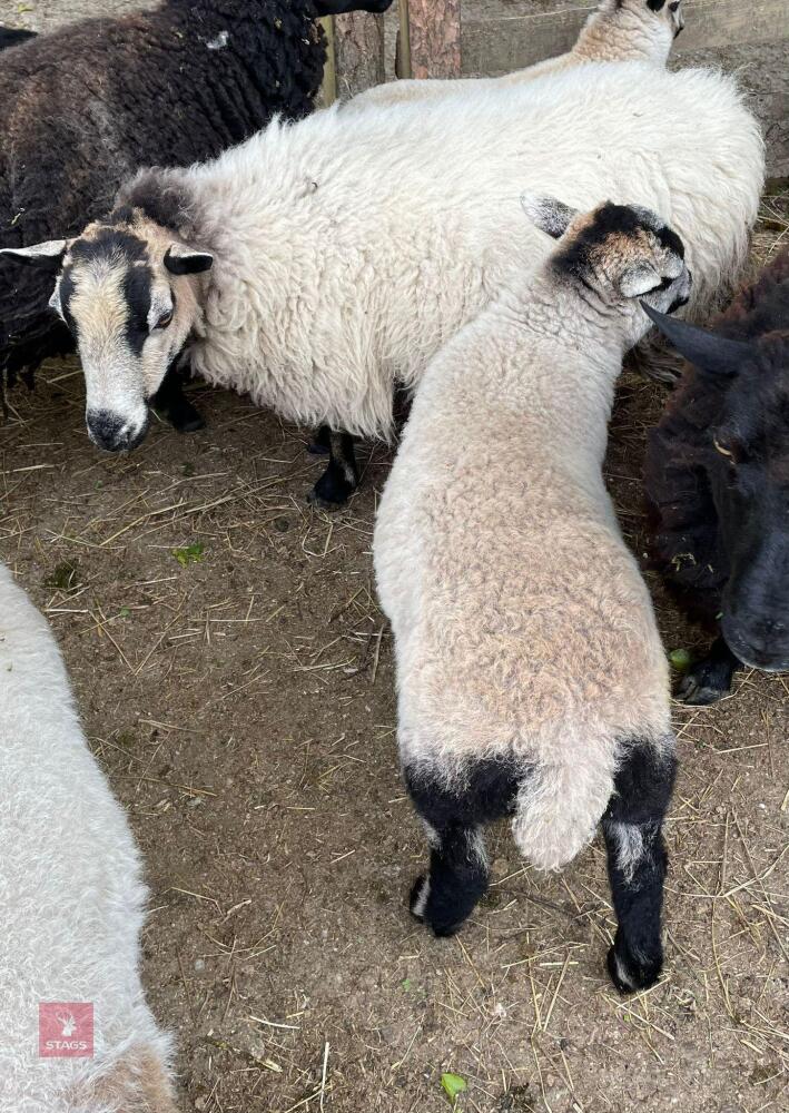 3YO BADGER FACE EWE & 8WK WETHER LAMB - BIDS FOR THE GROUP