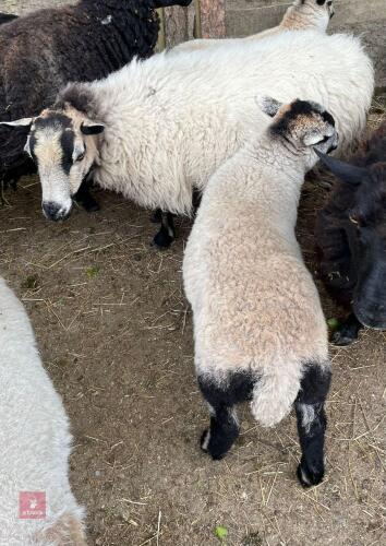 3YO BADGER FACE EWE & 8WK WETHER LAMB - BIDS FOR THE GROUP