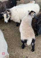 3YO BADGER FACE EWE & 8WK WETHER LAMB - BIDS FOR THE GROUP
