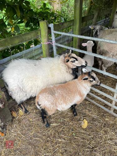 BADGER FACE EWE & 8WK WETHER LAMB - BIDS FOR THE GROUP