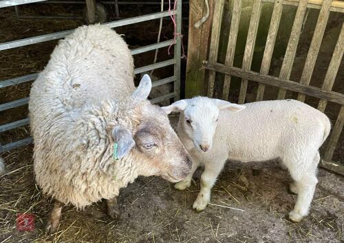 4YO TEXEL X EWE & 8WK LAMB - BIDS FOR THE GROUP
