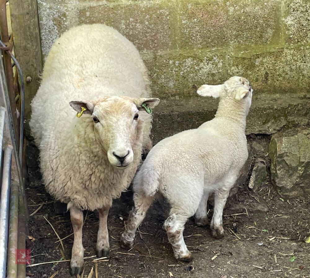 3YO TEXEL X EWE & 8WK LAMB - BIDS FOR THE GROUP