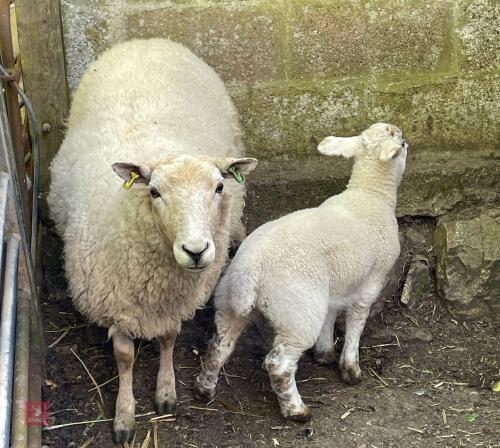 3YO TEXEL X EWE & 8WK LAMB - BIDS FOR THE GROUP
