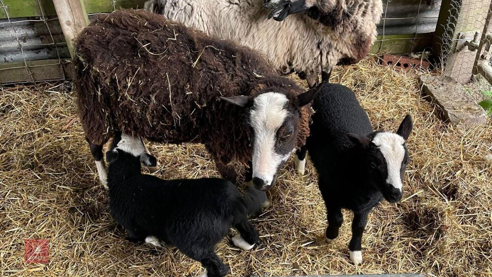 4YO BALWEN EWE & 2 WETHER LAMBS - BIDS FOR THE GROUP