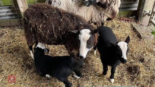 4YO BALWEN EWE & 2 WETHER LAMBS - BIDS FOR THE GROUP