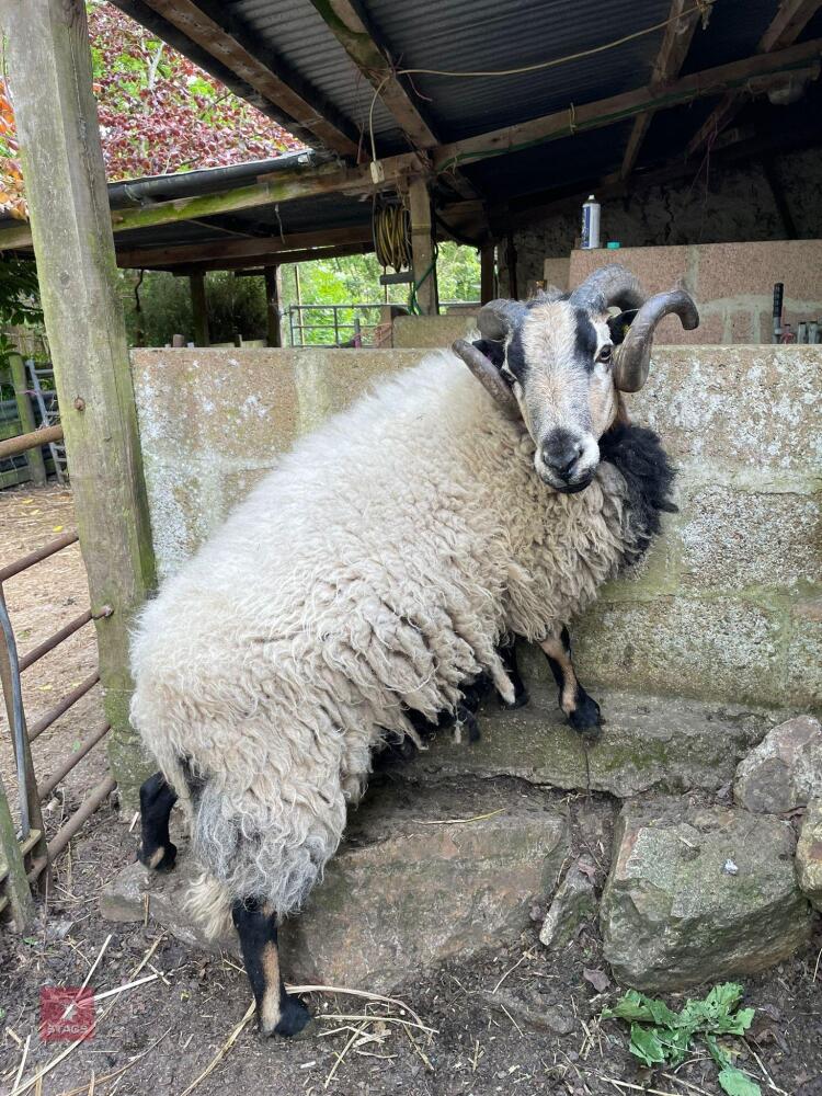 4YO BADGER FACE RAM