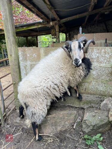 4YO BADGER FACE RAM