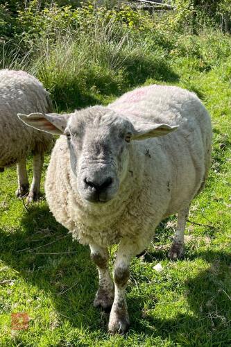 4YO SUFFOLK X TEXEL RAM