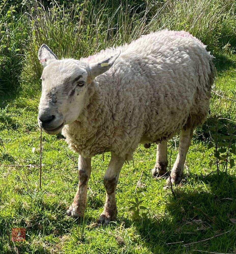 4YO SUFFOLK X TEXEL RAM