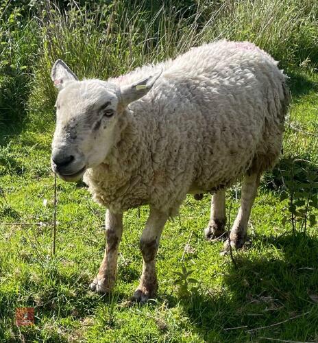 4YO SUFFOLK X TEXEL RAM