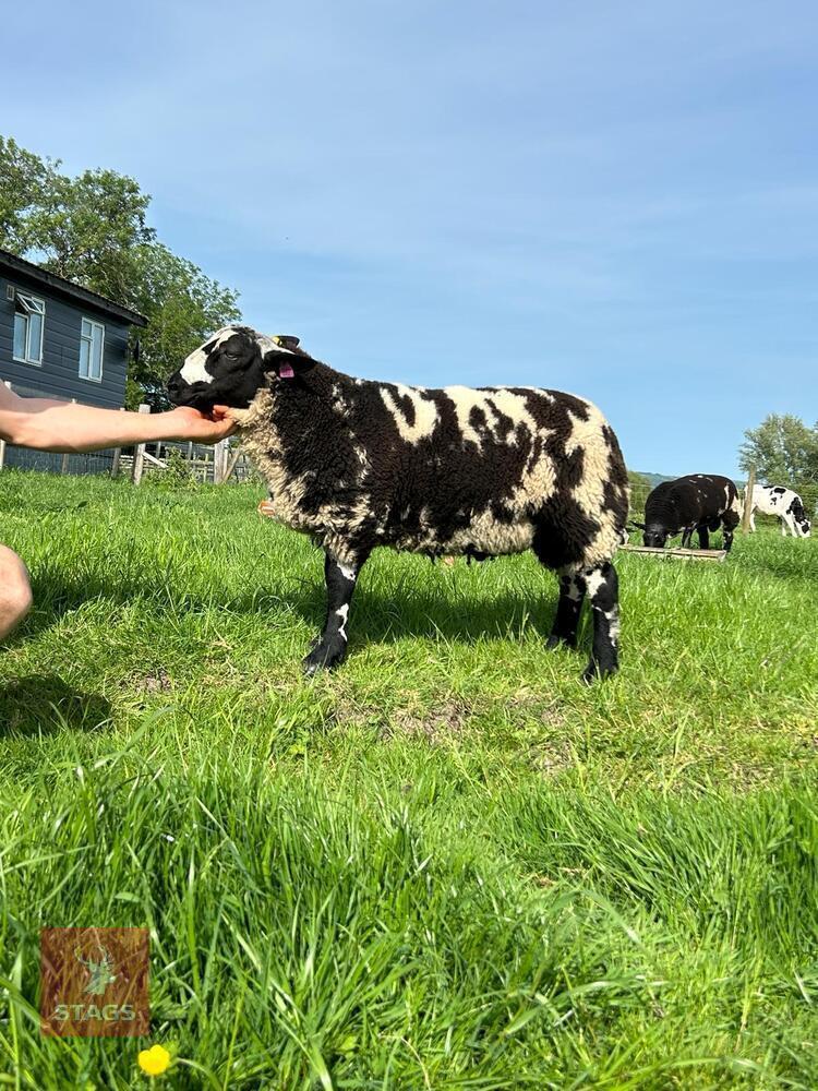 5MO PEDIGREE DUTCH SPOTTED RAM