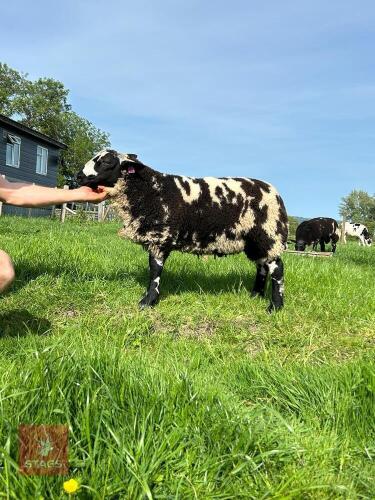 5MO PEDIGREE DUTCH SPOTTED RAM