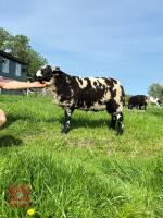 5MO PEDIGREE DUTCH SPOTTED RAM