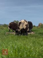 5MO PEDIGREE DUTCH SPOTTED RAM - 2
