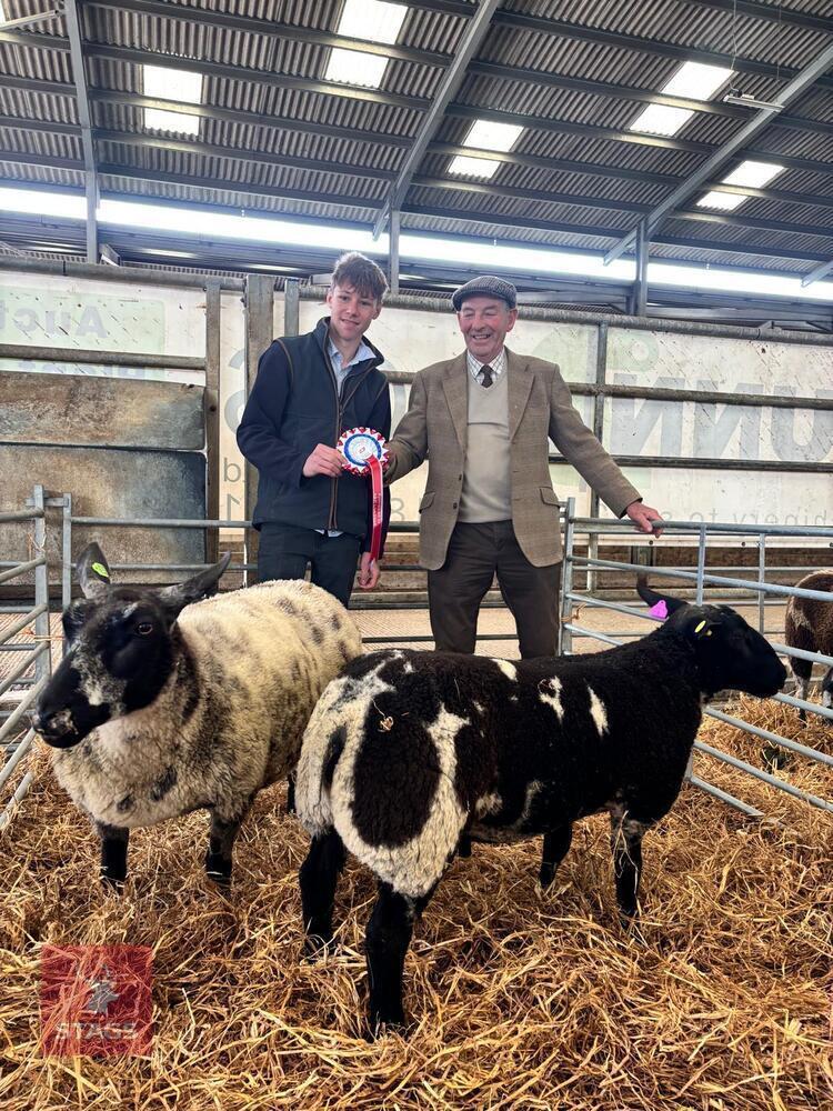 5MO PEDIGREE DUTCH SPOTTED RAM LAMB